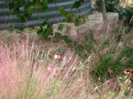 Echinacea and grass