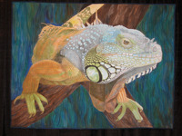 Iguana