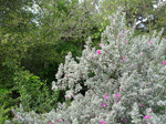Silverado Sage, in bloom