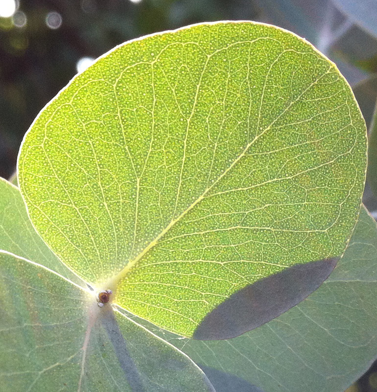 Имеет округлые листья. Круглые листья. Растение с круглыми листьями. Округлый лист. Дерево с круглыми листьями.