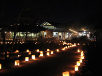 Luminations at the Wildflower Center