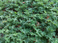 Bluebonnet leaves