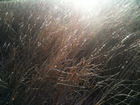 Sunlight in the grass