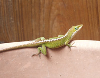 Green Anole