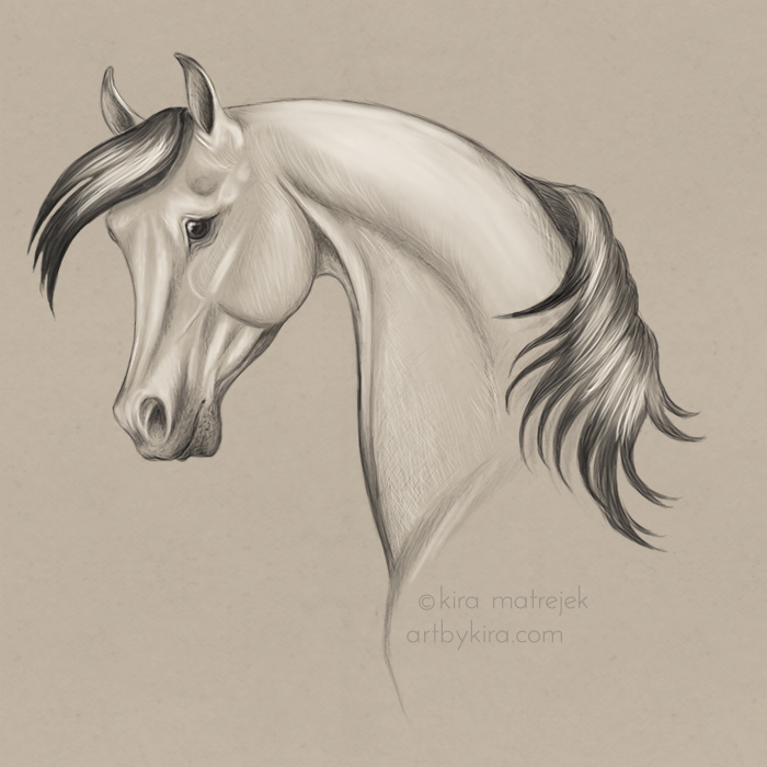 Arabian horse drawing