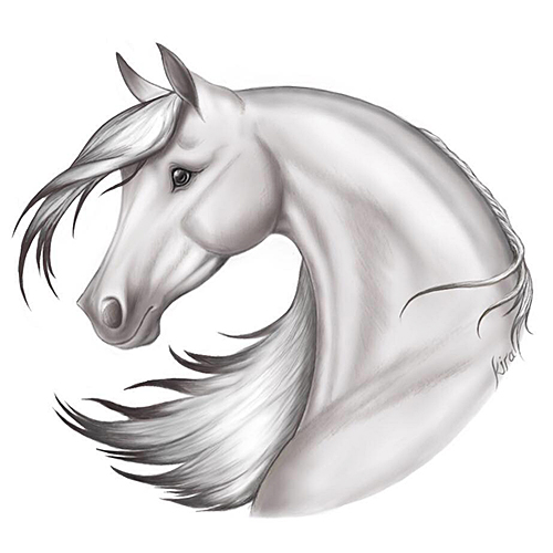 Arabian horse head drawing
